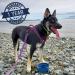 Bonza Large Collapsible Dog Bowl 1000 mL - Sturdy Reinforced Rim - Navy Blue | Includes Carabiner & Water Bottle Holder Keychain - Buy Online on GoSupps.com