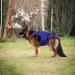 Small Dog Back Brace Spinal Support | Pet Support and Rehab Harness Soft Hip Leg Support D-Ring and Reflective Strips Back Protector Support Helps Hurt Relief Dogs Back - Buy Online on GoSupps.com
