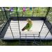 20PCS Bird Cage Liner Papers 17x11 Inch - Cuttable Gravel Liner for Pet Cages | Ideal for Hard-Billed Birds Parrot | Promotes Cleanliness & Digestive Health - Buy Online on GoSupps.com