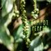 REPLANT - Organic Kampot Black Pepper 100g - Grand Cru IGP de Kampot 2024 - Whole Peppercorns for Pepper Mill - Bag - Buy Online on GoSupps.com