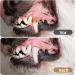 20 Pcs Dog Finger Toothbrush Set | Reusable Pet Dental Care | Anti-Plaque & Clean Fingerlings for Dogs - Buy Online on GoSupps.com