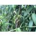 Buy Mandoi Organic Bourbon Vanilla Powder 15g - 100% Pure Madagascar Vanilla - No Additives - Buy Online on GoSupps.com