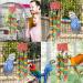 MQUPIN Bird Chewing Toy for Small Parrots - Multicolored Wooden Blocks - Ideal for Cockatiels & African Greys (S-20 inch) - Buy Online on GoSupps.com