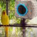 Mewtogo Bird Snuggle Hut Nest with Thickened Top and Bottom - Cozy Hanging Hideaway for Small to Medium Birds - Buy Online on GoSupps.com