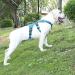 Belpro Multi-Purpose Dog Harness - No Pull Adjustable Reflective Vest for Large Dogs (Blue L) - Durable Handle & Dog Dishes Included - Buy Online on GoSupps.com