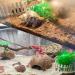 Hermit Crab Shells Set - 17PCS of 9 Types, Medium to Small Growth Turbo Seashells 0.6-1.6 Inch, Various Opening Sizes, Natural - Buy Online on GoSupps.com