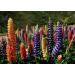 Sowing the Right Seeds: 2000 Heirloom Non-GMO Russell Lupine Seeds for Planting - Perfect for Gardening & International Shipping - Buy Online on GoSupps.com