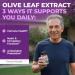 Olive Leaf Extract Capsules 750 mg Standardized to 150 mg Oleuropein Polyphenol Antioxidants for Cardiovascular Health and Immune Support Supplement Vegan Herbal Supplements 60 Capsules - Buy Online on GoSupps.com