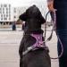 DOG Copenhagen Dog Harness V2 Comfort Walk Pro - Black XS | Premium Dog Harness for Optimal Comfort & Control - 2020 Version - Buy Online on GoSupps.com
