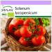 SAFLAX - ORGANIC - Tomato - Rose de Berne - 10 seeds - Solanum lycopersicum