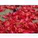 Buy Mandoi Organic Whole Mace (Macis) - 25g | Premium Nutmeg Flowers from Indonesia - International Shipping - Buy Online on GoSupps.com