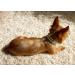 Pet Show Rhinestone Faux Pearl Small Dog Necklace - Size S - Ivory - Buy Online on GoSupps.com