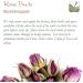 Organic Damascus Rose Buds Bio Tea - Comfortingly Sweet Pink Damascena - Rose Blossom & Petals - Premium 700g & 350g Rose Cereals - Buy Online on GoSupps.com