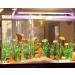 Artificial Seaweed Water Plants for Aquarium - 10 PCS Green Plastic Fish Tank Decor - Buy Online on GoSupps.com