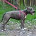Collardirect Adjustable Reflective Dog Harness - Sizes S M L | Outdoor Walking Gear for Dogs & Puppies in Pink Black Red Purple Mint Green Orange Blue - Buy Online on GoSupps.com