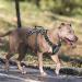 Heele Dog Dishes - Reflective Buckle Neck & Robust Handle - Panic Crockery & Harness Fit - Black LL - Buy Online on GoSupps.com
