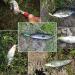 Saltwater Fishing Lures Set - 3D Eyes Minnow Crankbaits for Bass Trout Walleye - Buy Online on GoSupps.com