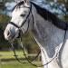 QHP Bitless Bridle Sunna - Pony Size Black | International Shipping Available - Buy Online on GoSupps.com