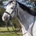 Buy QHP Bitless Bridle Sunna - Size COB for Thoroughbred in Black | International Shipping Available - Buy Online on GoSupps.com