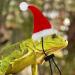 Hemobllo Bearded Dragon Santa Hat with Scarf | Lizard Christmas Outfit for Holiday Party Photos - Buy Online on GoSupps.com