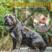 Oneigris No-Pull Dog Harness - Adjustable Aire Mesh Safety Vest for Large/Medium Dogs - Ultra Breathable with 2 Handles - Gray XS (Neck 28-43cm Breast 38-56cm) - International Shipping Available - Buy Online on GoSupps.com