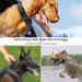 DAGANXI Tactical Dog Collar - Adjustable Military Training Nylon Collar for Medium and Large Dogs - Control Handle, Heavy Metal Buckle - Includes Patches and Airtags Case - (Color: Black, Size: Large) - Buy Online on GoSupps.com