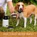 Miracle Pets 1L Stainless Steel Dog Drinking Bottle & Food Bowl - BPA-Free On-the-Go Puppy Accessories with Cleaning Brush - Buy Online on GoSupps.com
