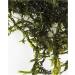 Mixed Native Oxygenating Weed with Weights for 5 Meter Squared of Cover. - Buy Online on GoSupps.com