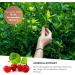 Nutritec Coriolus Vital Fungus Capsules - 120 Vegan Dietary Supplements with Butterfly Straws & Acerola Extract | Additive-Free Quality - Buy Online on GoSupps.com