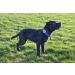 SureFlap Animo Dog Activity Tracker and Behavior Monitor - 0.06 LB - Buy Online on GoSupps.com