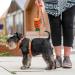 DOG Copenhagen Comfort Walk Air 3.0 Hundegeschirr - Ocean Blue | Premium Dog Harness for Ultimate Comfort | Shop Internationally - Buy Online on GoSupps.com