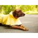 Ethical Pet Fashion Coat Rainy Day Yellow Md - Size Medium - Buy Online on GoSupps.com