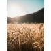 Buy Kamelur Organic Whole Grain Couscous (1kg) - Delicious Organic Whole Wheat Semolina for Healthy Cooking - International Shipping Available - Buy Online on GoSupps.com