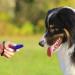 Truepets 2in1 Dog Clicker & Whistle | Effective Dog & Cat Training Clicker | Ideal for Pet Education - Buy Online on GoSupps.com