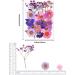 Dried Flowers for Resin Jewelry, Art Crafts, Scrapbooking - Natural Pressed Flowers for DIY Molds, Candles, Soaps, Nails Decor - Purple - Buy Online on GoSupps.com