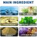 Shoe & Sock Antibacterial Deodorant Spray Foot Odor Eliminator Shoe Deodorizer Natural Shoe Deodorizer Spray Remove Odors Refreshes Antiperspirant Deodorant for Shoes Foot Spray (1PC) - Buy Online on GoSupps.com