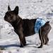 CuteBone Male Dog Diapers - Washable Belly Bands (3 Pack) for Male Dogs | DM28L-DE Turtle Shark & Jellyfish Design | Sizes L (43-53.5cm) - Shop Now! - Buy Online on GoSupps.com