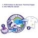 Lenor All-in-1 Detergent Pods - Amethyst Flower Dream 90 Wash Loads Color Protection International Shipping Available - Buy Online on GoSupps.com