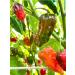 Weymouth 51 Allotment Special Hot Chili Sauce 220ml - 51 Hand-Picked Chillies - End of Season Ferment - Buy Online on GoSupps.com