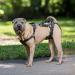 PetSafe CareLift Lifting Harness for Dogs - Size M | Support & Mobility Aid for Easy Lifting In and Out - Buy Online on GoSupps.com