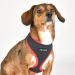 Puppia Soft Harness II - Comfortable & Adjustable Harness for Small & Medium Dogs | Gray S - Patd-Ha1770-Gy-S - Buy Online on GoSupps.com