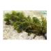 Mixed Native Oxygenating Weed with Weights for 5 Meter Squared of Cover.