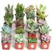 Shop Succulents | Unique Collection of Hand-Selected Mini Succulents - 20 Pack - Buy Online on GoSupps.com
