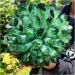 Natural Crystal Rough Crystal Cluster Green Phantom Quartz Crystal Cluster Sample Curing Home Decoration Crystal (Size : 550-600g) - Buy Online on GoSupps.com