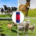 Horse Cow Scratch Brush Universal Scratching Pole with install accessories for Livestock Relieves Itching and Cleansing Massage Durable Scratcher ideal for Cattle Pony Goat Sheep Pig (Red+Blue) - Buy Online on GoSupps.com