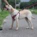 Suredoo Dog Harness for All Sizes - Anti-Pull Reflective Adjustable Breathable Safety Harness for Medium Large & Small Dogs & Puppies (L Pink) - Buy Online on GoSupps.com
