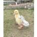 Hezhuo Duck and Chicken Diapers - Waterproof and Adjustable, Washable and Reusable - Poultry Supplies for Ducks, Chickens, and Geese (S 0.1kg-0.2kg) - Buy Online on GoSupps.com