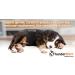 Thundershirt Dog Anxiety Jacket - Platinum | Size S | Effective Relief for Dog Anxiety | International Shipping Available - Buy Online on GoSupps.com