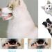 4pcs Dog Toothbrush Dog Finger Toothbrush Dog Toothpaste Finger Toothbrush Dog Dog Toothbrush Finger Cat Toothbrush For Dogs Cats And Small Pets Dental Care Easy Dog Teeth Cleaning - Buy Online on GoSupps.com