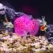 Buy VOCOSTE Pink Silicone Glowing Aquarium Coral with Suction Cup - Vibrant Marine Decor for Fish Tanks | International Shipping Available - Buy Online on GoSupps.com